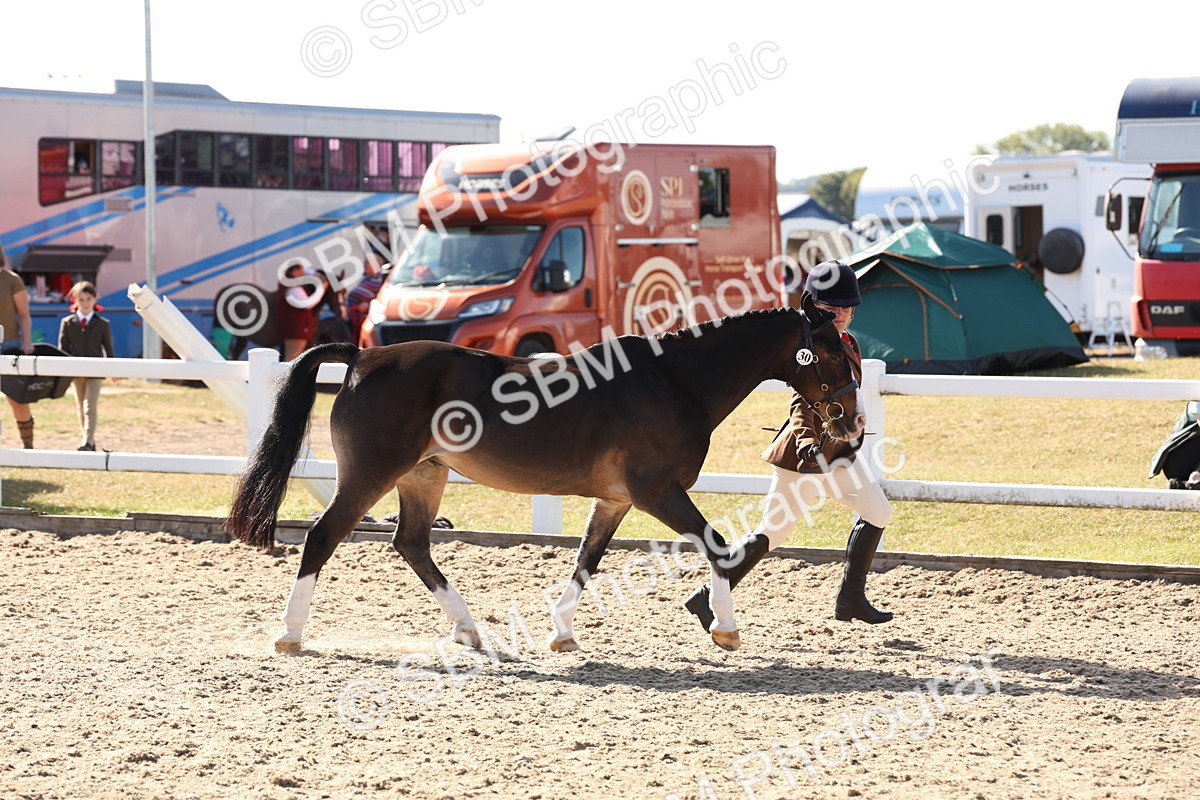 SBM_12823 - Class 205 - IH Show Pony - Show Hunter Pony