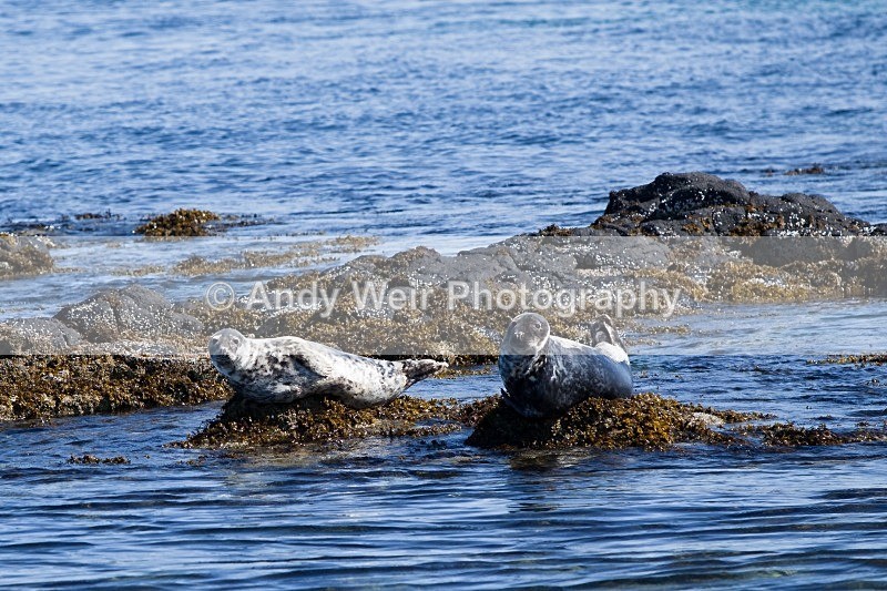20120531-_MG_0132 - Grey Seal