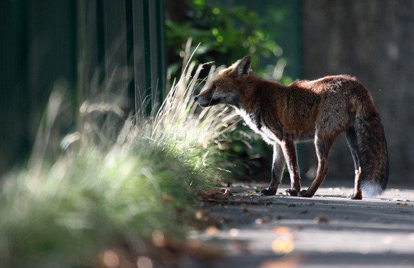 Urban Fox, Bristol _ UR094 - Urban Foxes, Bristol, Great Britain