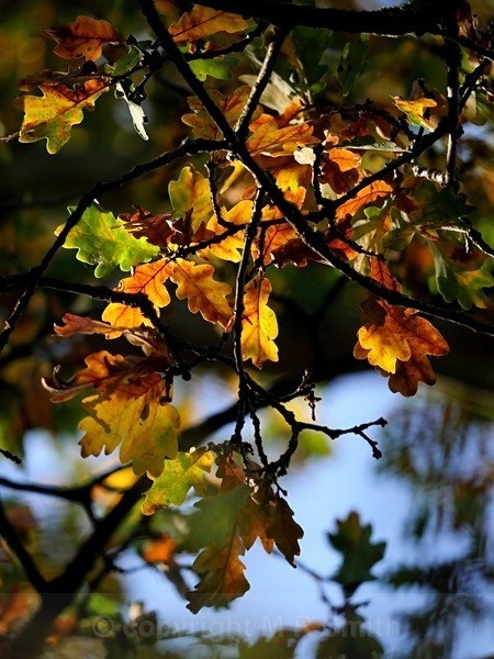 Evening Oak Leaves - LANDSCAPES & TREES