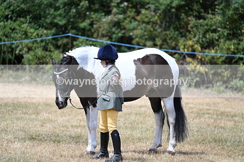 WJ7_2181 - Class 5 Most Handsome Gelding (up to 14.2hh) in hand