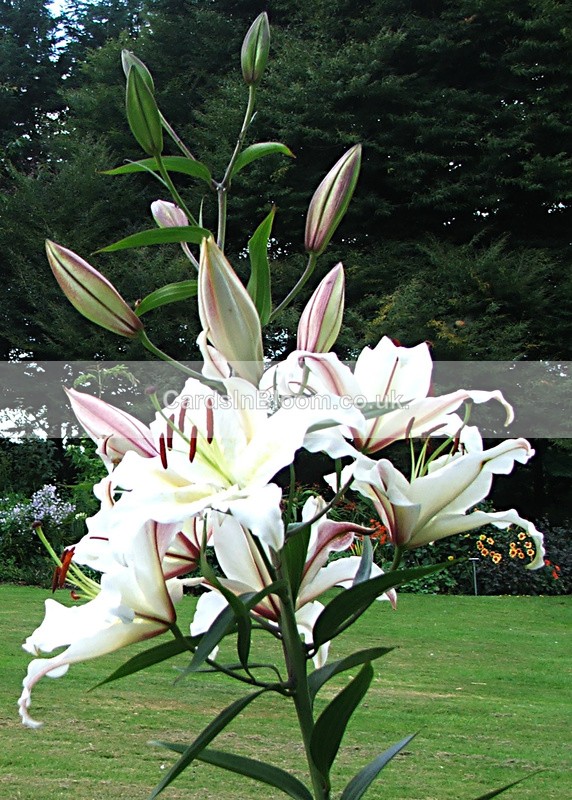 White Lily - GARDEN FLOWERS