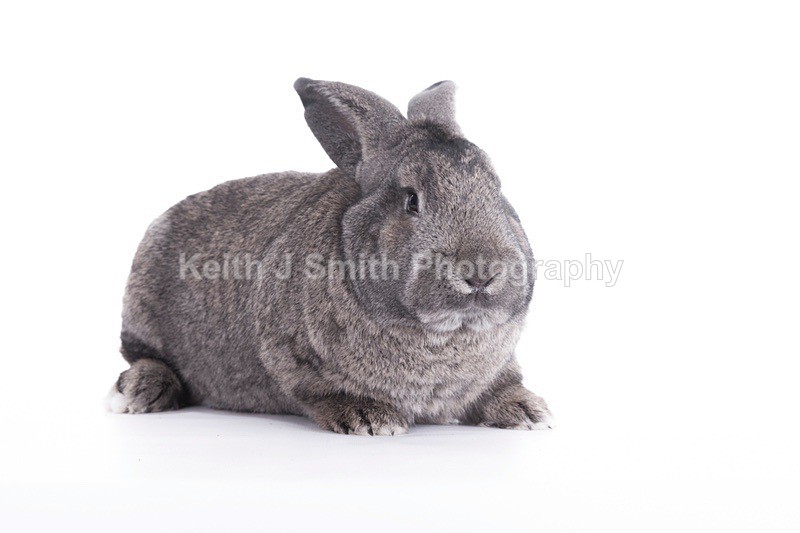 7SKJ4308 - Roaming Reptile Show III