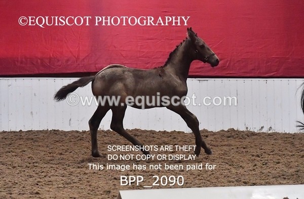 BPP_2090 - AFTERNOON 12.30 - 3.30PM