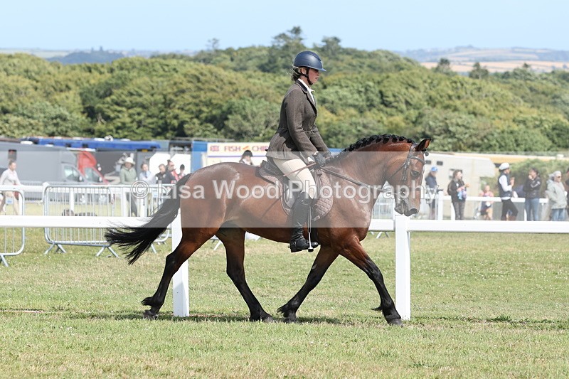 JPP_2270 - Class 19: Working Hunter 60cm