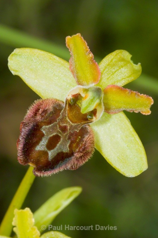 Early Spider Ophrys (Ophrys sphegodes.) - Orchids - Ophrys