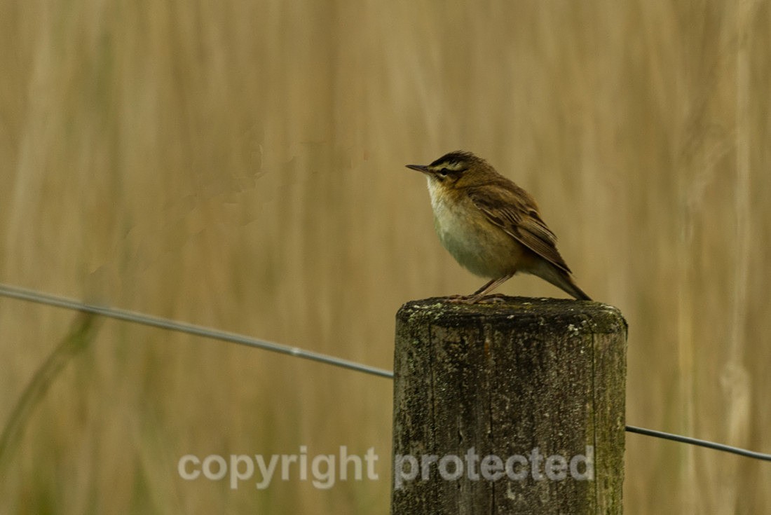 Sedg Warbler - RSPB Frampton Marshes - Lincolnshire - Birds