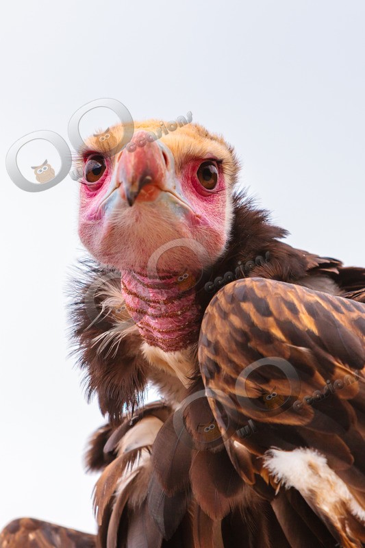 white-headed vulture Trigonoceps occipitalis-0940 - BoP from around the world