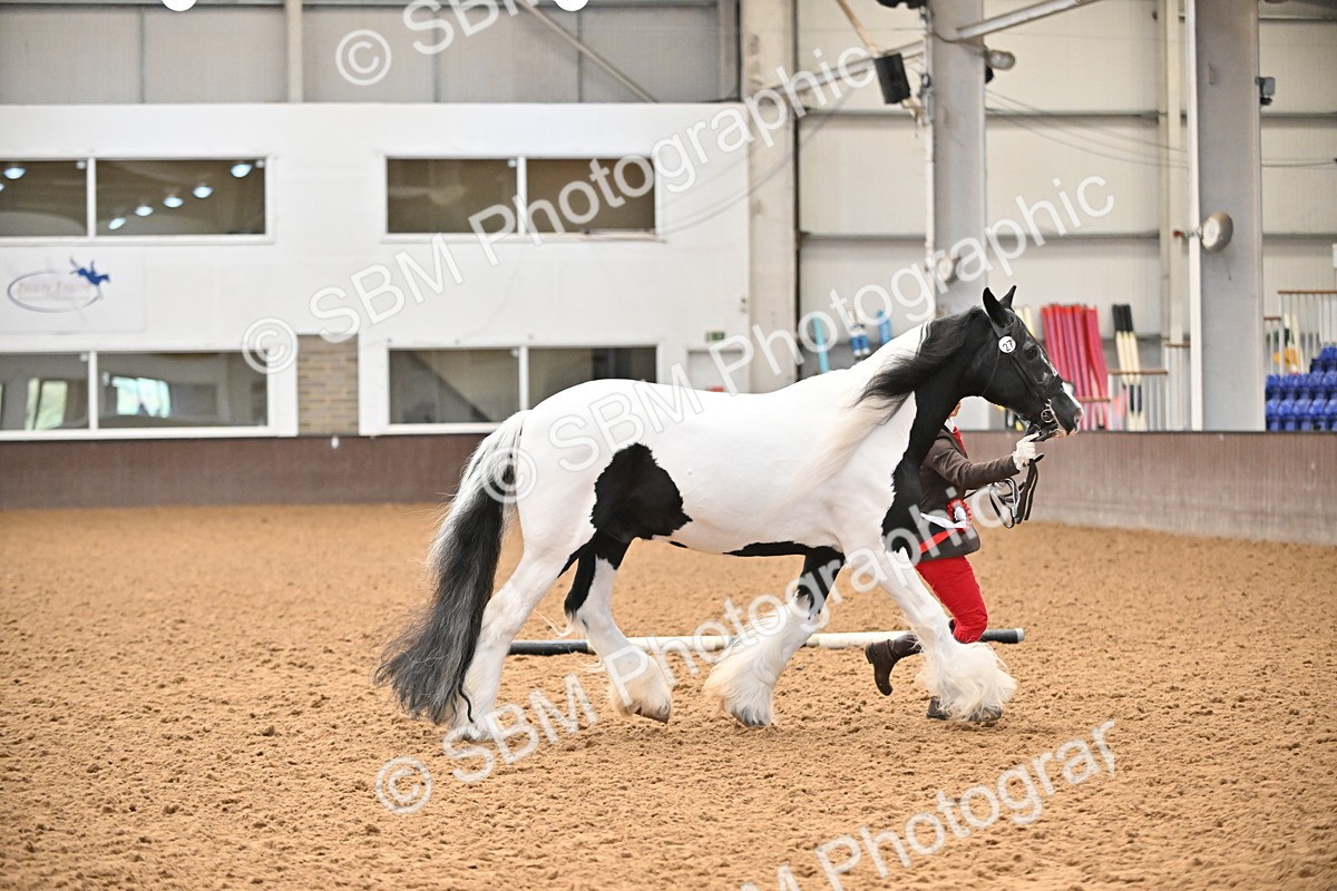 SBM_000727 - Class 14 - SSADL In Hand Championships