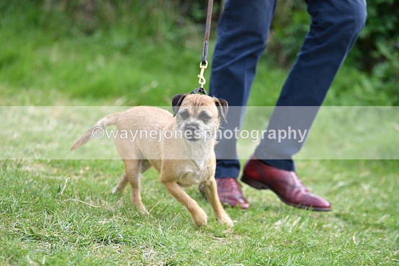 WJ5_0235 - Class 7 Best Terrier