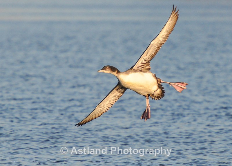 Astland Photography, Bird and Wildlife Images, Susan and Peter Wilson, U.K.