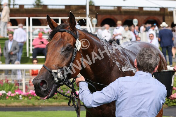 yr08072022r5-28 - Race 5 4.25pm Azets Stakes
