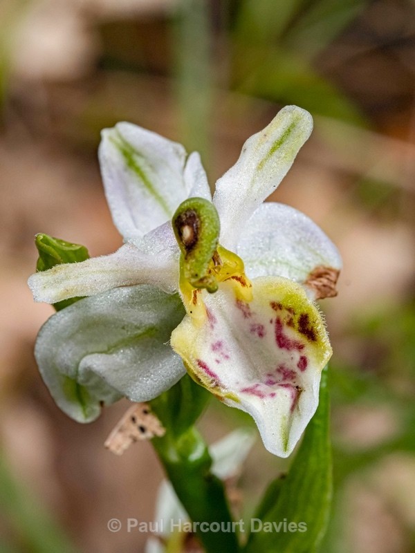 Bee Orchid aberrant (Ophrys apifera forma renata) - Wild Orchids - 1