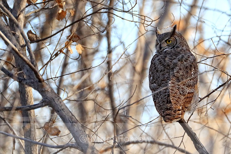 Great Horned Owl, Bosque del Apache, New Mexico - Great Horned Owl