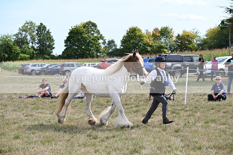 WJ6_6563 - Class 20 In-hand Cob