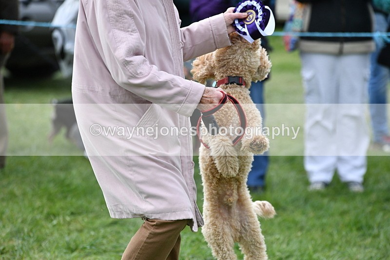 WJ5_9436 - Class 1 Best Cross Breed / Heniz 57