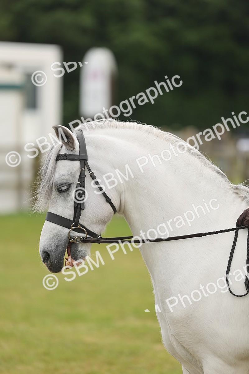 SBM_06915 - Class 74-75 - M&M Lead Rein and First Ridden Pony
