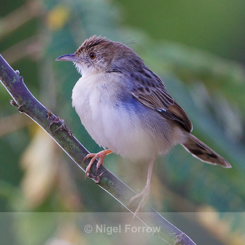 Unidentified Cisticola - Unidentified Birds