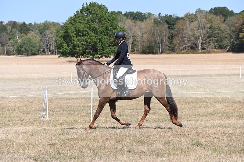 WJ6_8806 - Class 38 Ridden Riding Horse/Pony