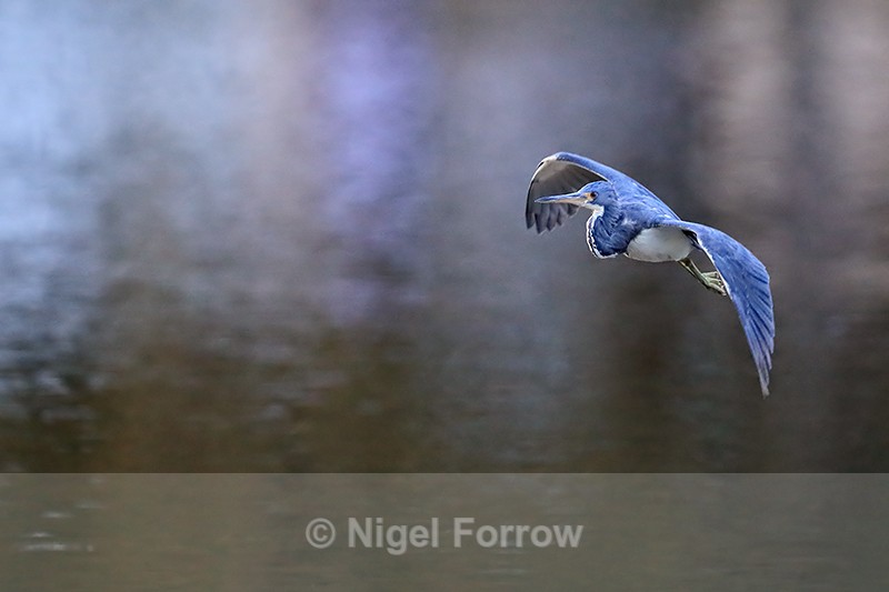 Tricolored Heron late afternoon flight, Venice Rookery, Florida - Tricolored Heron