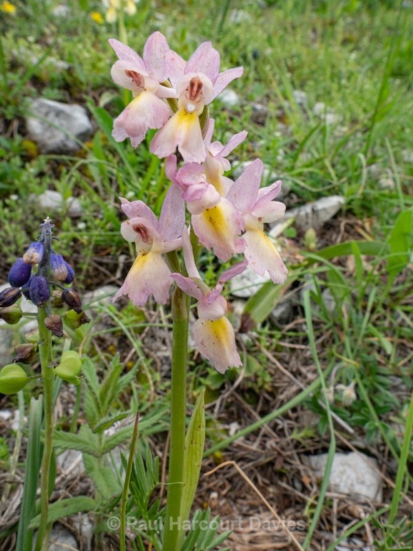 Hybrid Orchis - Orchis x colemanii ( Orchis mascula x O. pauciflora) - Wild Orchids - 1