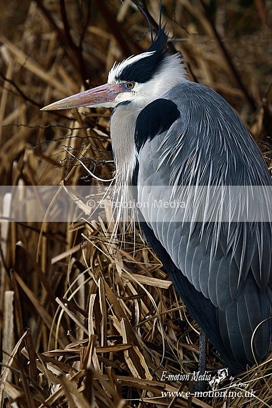 Grey Heron 210206 089a - Nature