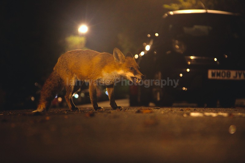 Urban fox, Bristol, Wildlife Photography_0031 - Urban Foxes, Bristol, Great Britain