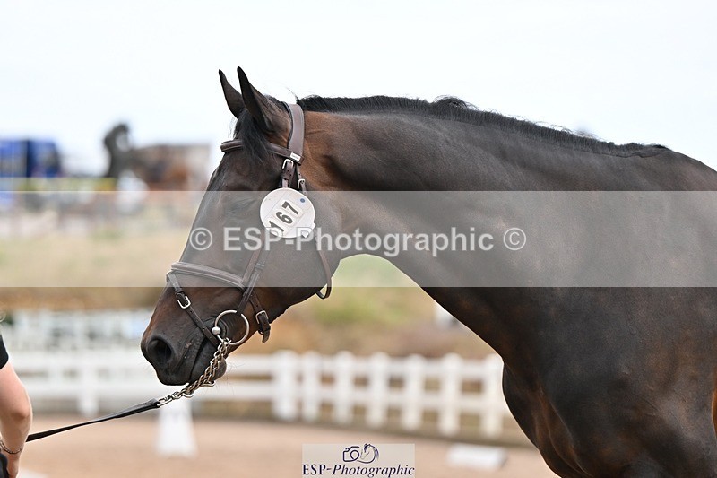 250716-145617-01532 - Trot Up 2.30 to 3.30