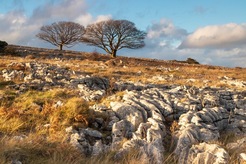 Whitbarrow Trees - Portfolio