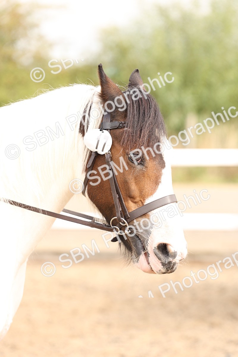 SBM_04272 - Class 54 - Riding Club Horse/Pony