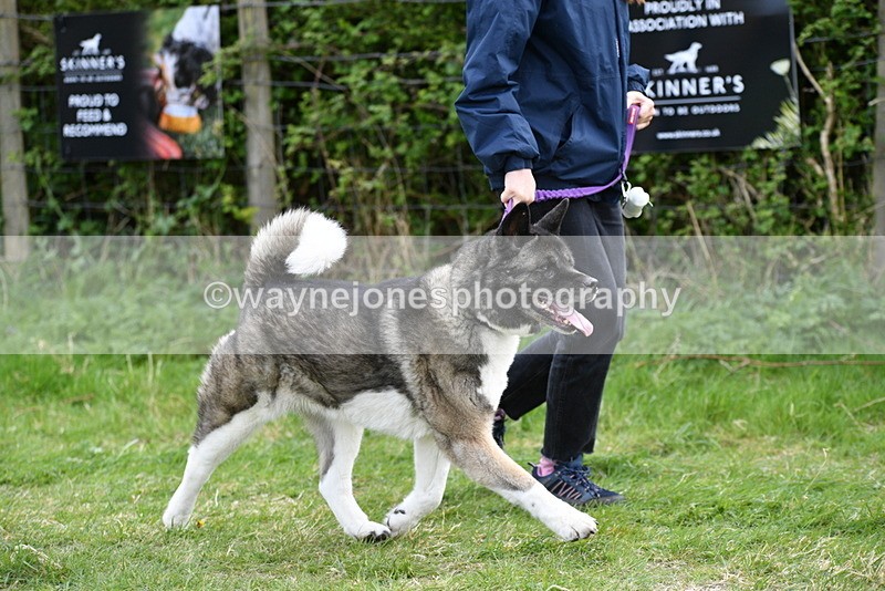 WJ5_9989 - Class 5 Best Veteran / 7 years & over