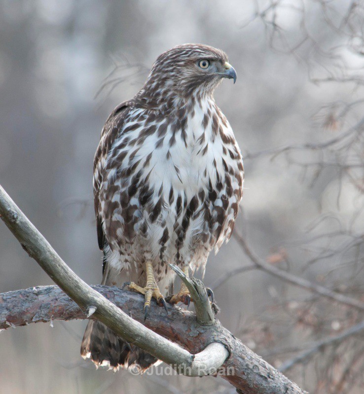 Red-tailed Hawk - Backyard Birds of the Pacific Northwest