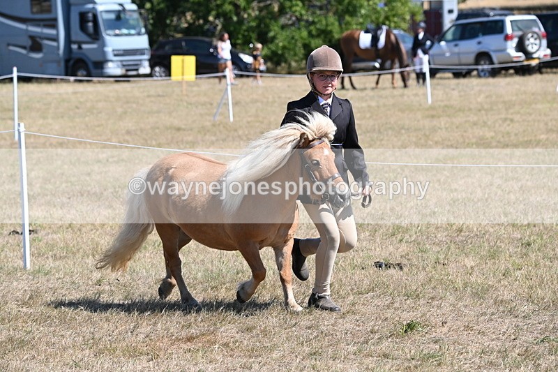 WJ6_8618 - Class 37b Best Loan Pony In-hand