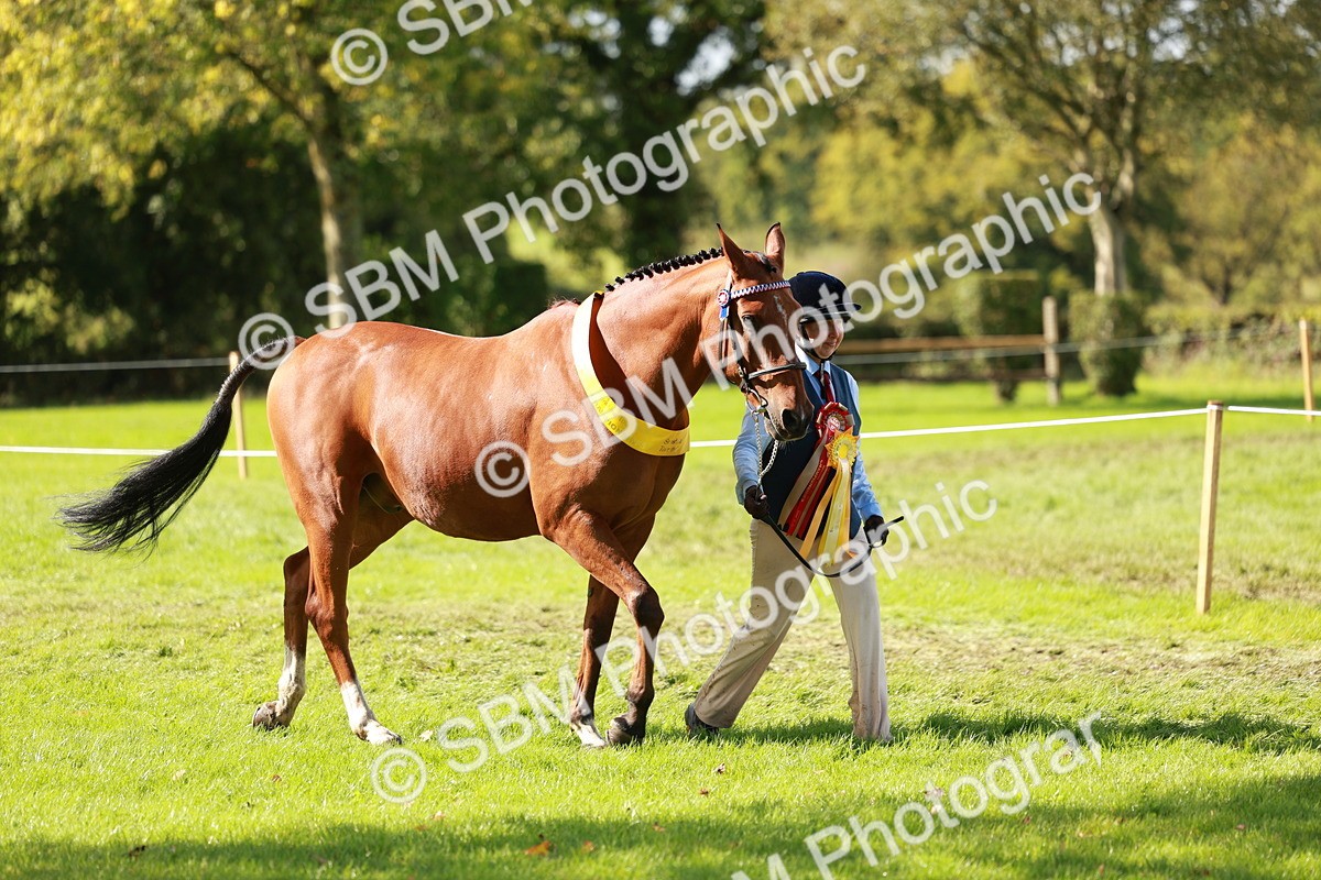 SBM_42233 - S32 - Mountain & Moorland Working Hunter Pony