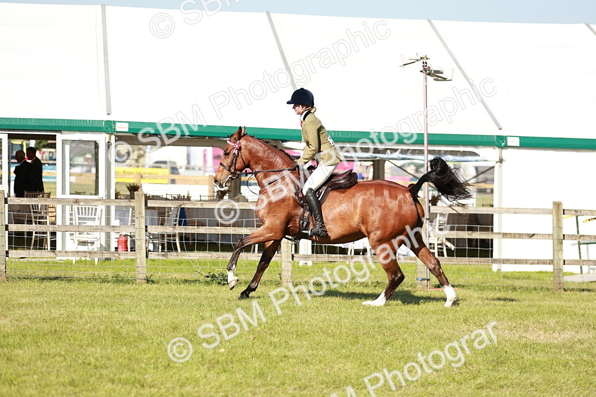 SBM_19261 - Class 115-116 - LIHS BSHA Rising Star Working Hunter & Show Horse