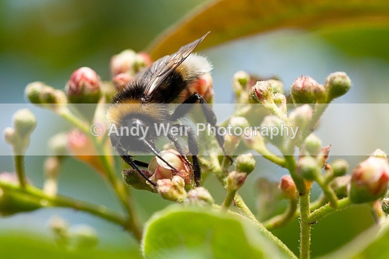 20120610-_MG_0369 - Insects