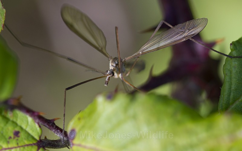 CRANE FLY (Daddy long legs) - MACRO IMAGES