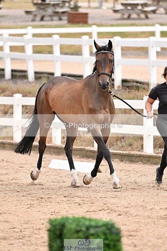 250716-151014-01709 - Trot Up 2.30 to 3.30