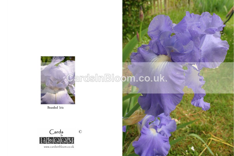 007 Bearded Iris - THE IRIS CARD COLLECTION