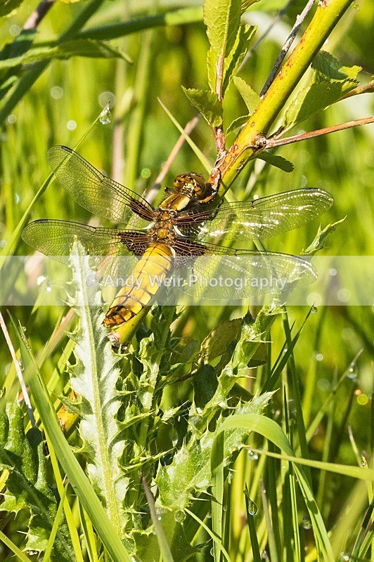 8E0A6066 - Dragonflies & Damselflies