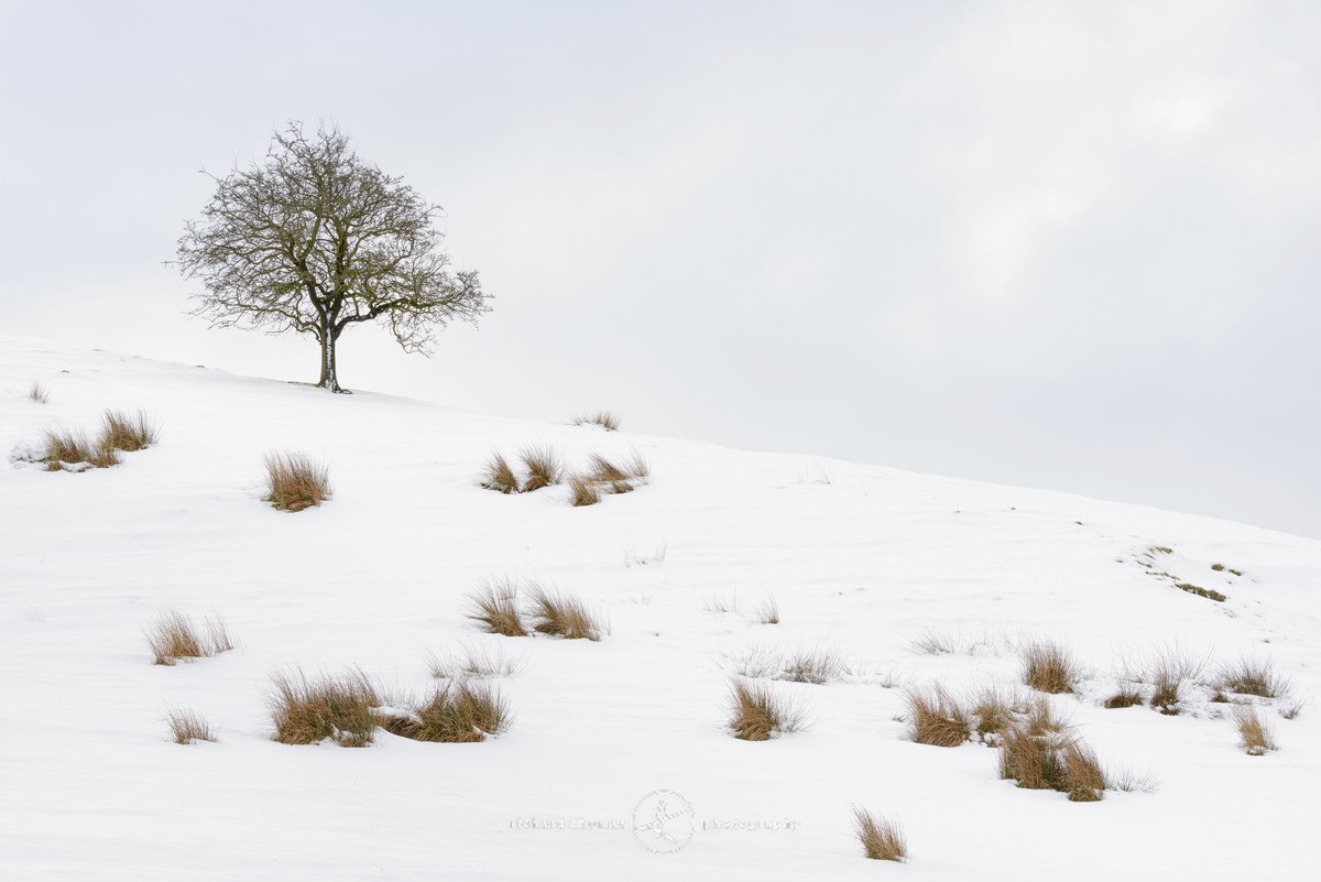 Tuft tree hill - WINTER