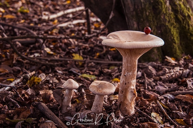 IMG_5108 - Our Natural World