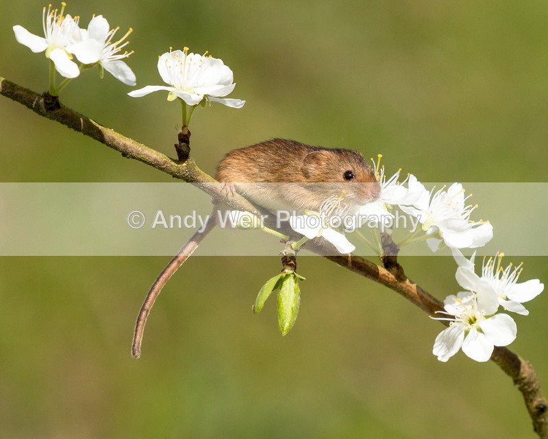 20160421-8E0A3785 - Harvest Mouse
