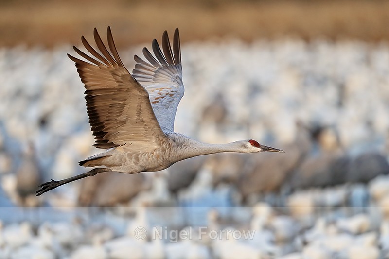 Sandhill Crane overflying Snow Geese, Bosque del Apache, New Mexico - Sandhill Crane