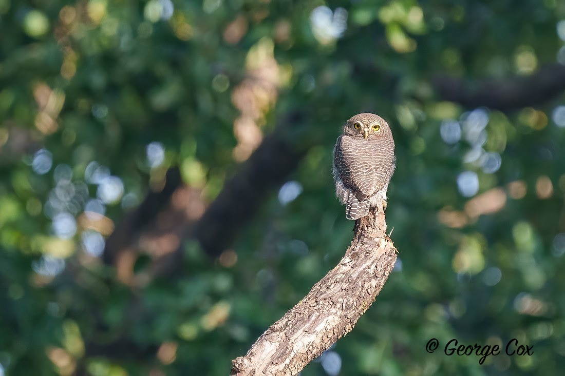 Jungle Owlet - India