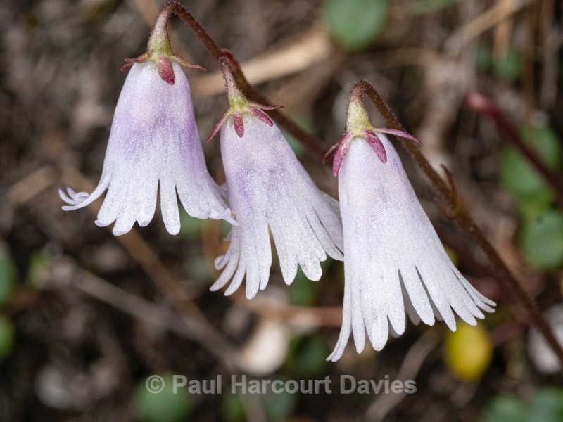 Least snowbell (Soldanella minima) - Wild Flowers