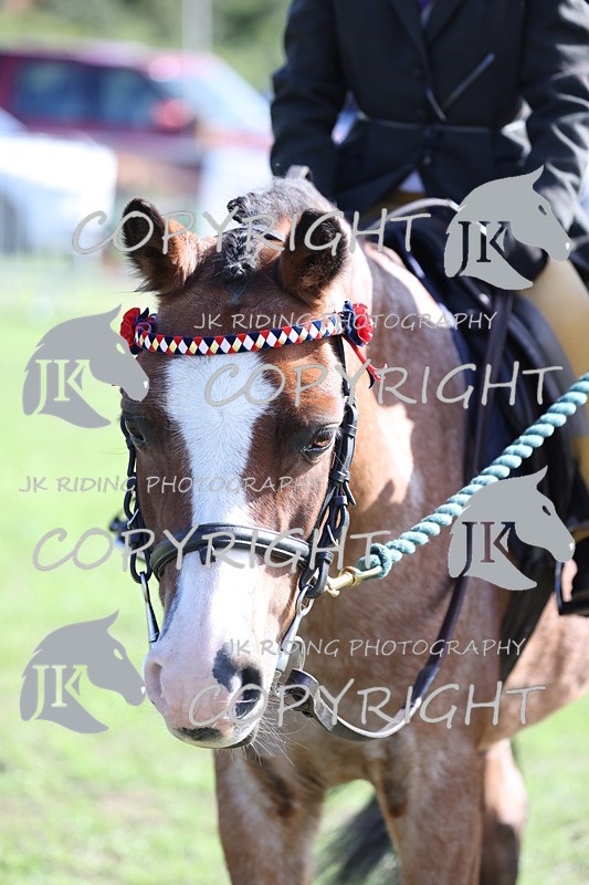 APP_3896 - Class 13 Lead rein