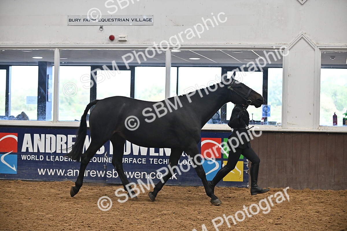 SBM_000077 - Class 4 - BSHA In Hand Show Cob