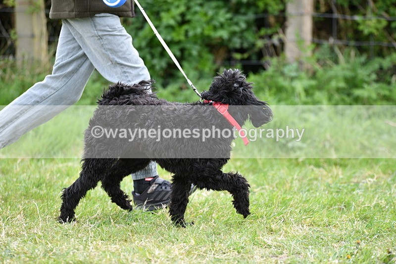 WJ5_9159 - Class 1 Best Cross Breed / Heniz 57