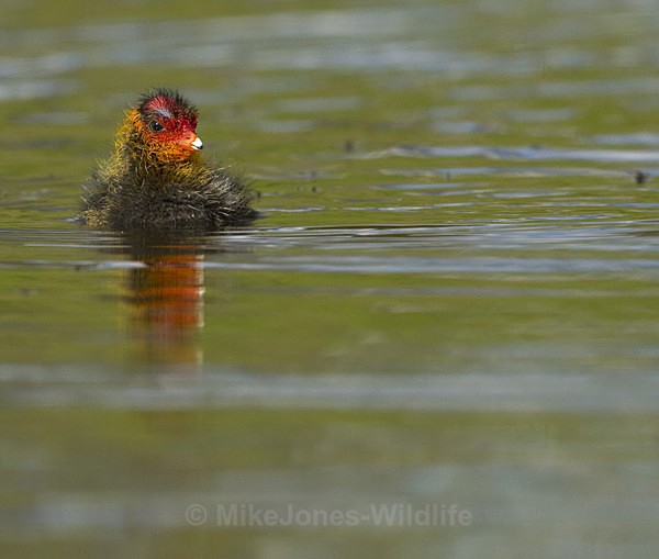 COOTS - COOT CHICKS, Images of newly born coots
